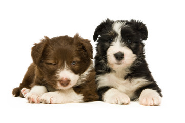 Border Collie Puppies isolated on a white background
