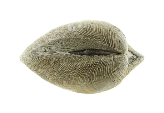 View Of The Muscle Of The Quahog Clam