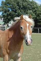 Fototapeta premium Haflingerstute