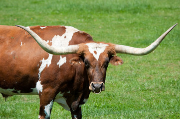 A longhorn bull