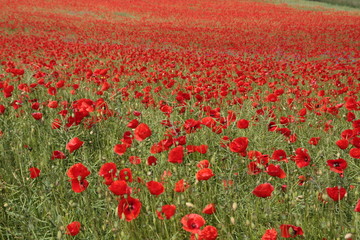 Fototapeta premium red