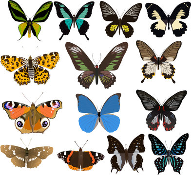fourteen color butterflies