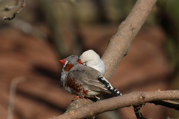 schmusende Zebrafinken