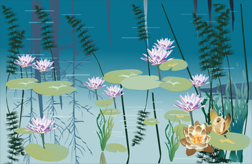 water lily landscape