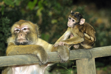 Singes magots