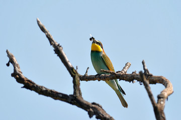 rare colorful bee eater