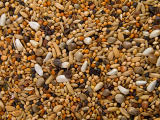 birdseed background