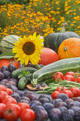 Autumn, Vegetables, Fruit, Herbs and FLowers 02