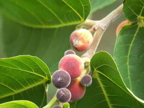figues sauvages