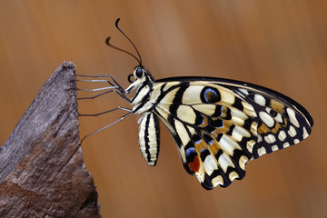 Papilio demodocus - Citrus swallowtail 18
