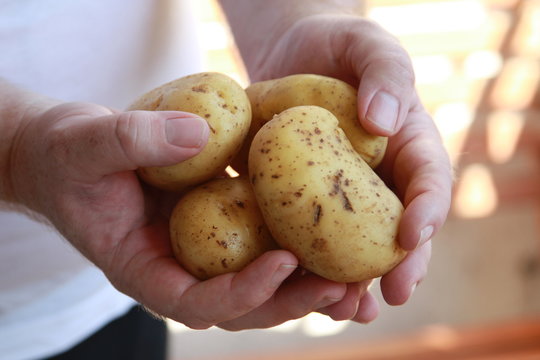 Kartoffel - Mann zeigt Kartoffeln - Man is showing potatoes