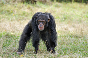 Chimpanzé