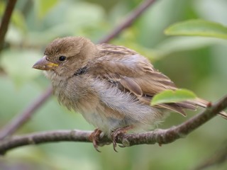 Sparrow