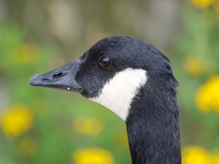 Canada Goose