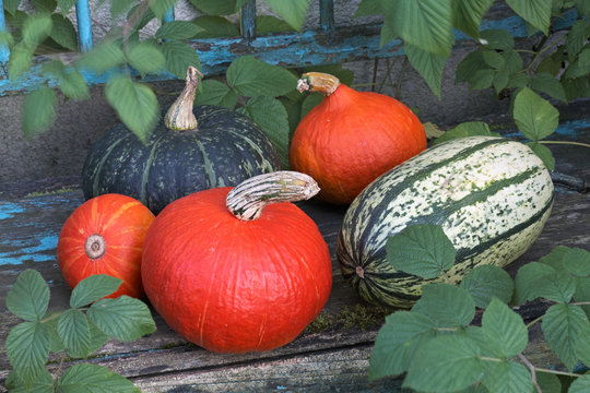 Hokkaido Pumpkins and Stripetti 02