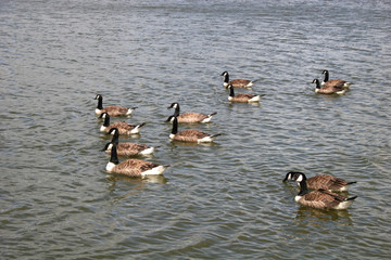 Canada geese