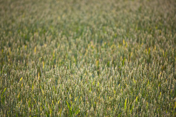 Crop fields