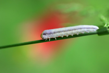 Caterpillar
