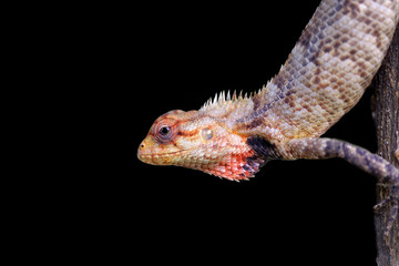 Bearded Lizard