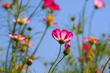Flowers Against Blue Sky