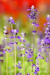 Flower Garden