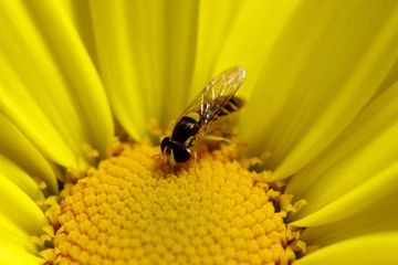 Yellow Daisy Macro