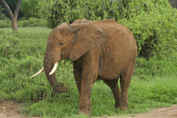elephant at samburu