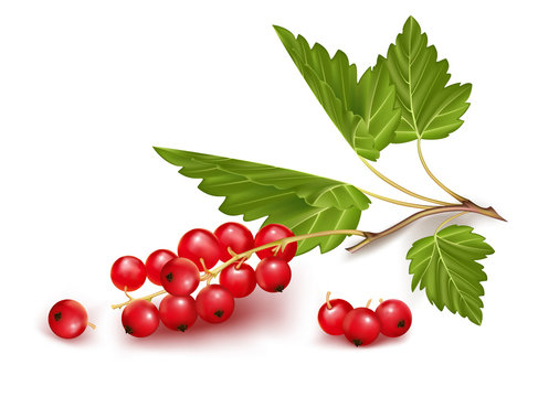Vector red currant