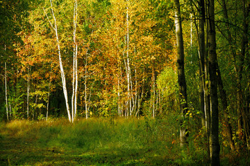 yellow foliage and branches of birch in a sity park