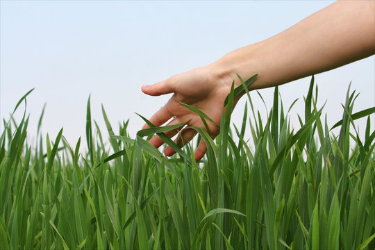 Hand Touching Grass