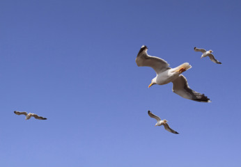 Mouettes en plein vol