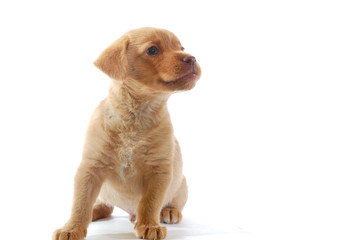 brown puppy