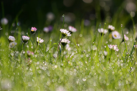 Fototapeta Gänseblümchen mit Morgentau