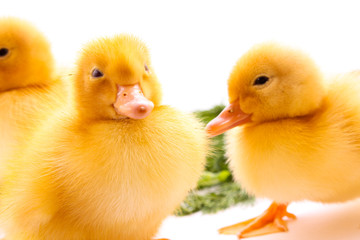 Ducklings on green grass