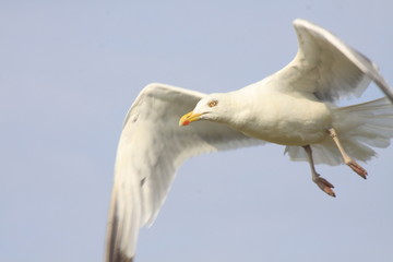 möwe