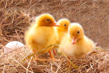 Three duckling guarding eggs
