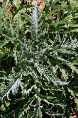 Artichoke plant  in a summer sunny field