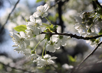 Kirschblüten