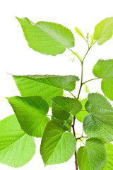 Green leaves isolated on white