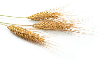 Grain ears