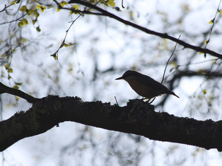 Kleiner Singvogel