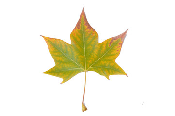 hoja