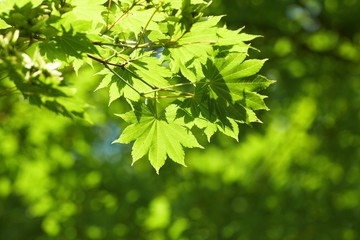green leaves