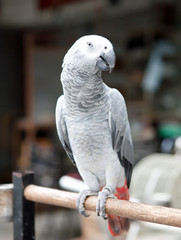 African Grey Parrot