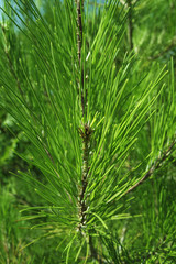 green pine needles