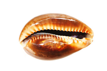 Shell
