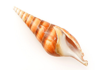 Shell