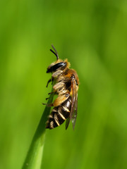 Small bee on a blade of grass