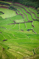 Rizi&egrave;re en terrasse