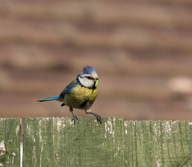 Blue Tit and caterpillar